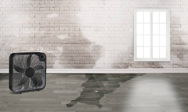 Best Water damage contractors near me  in Ramseur, NC